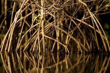 Mangrove roots in a river