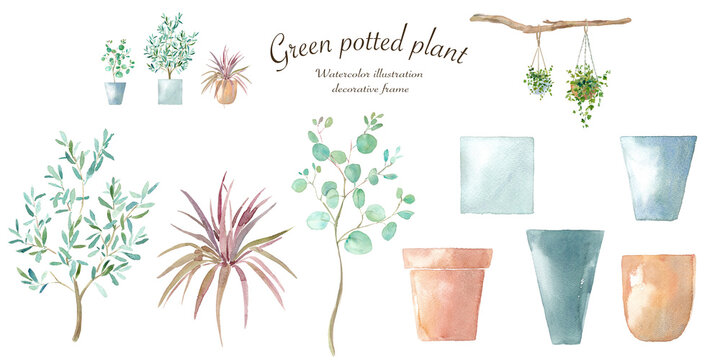 植物と鉢の水彩イラスト。コーディネイト可能な植物と植木鉢。ユーカリ、オリーブ、コルディリネ。