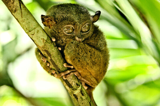 Closeup shot of nocturnal tarsier mini monkey