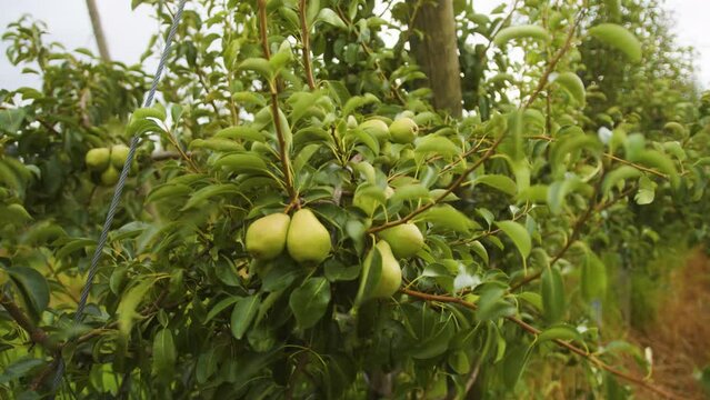 Beautiful shot of fresh green pear on a tree