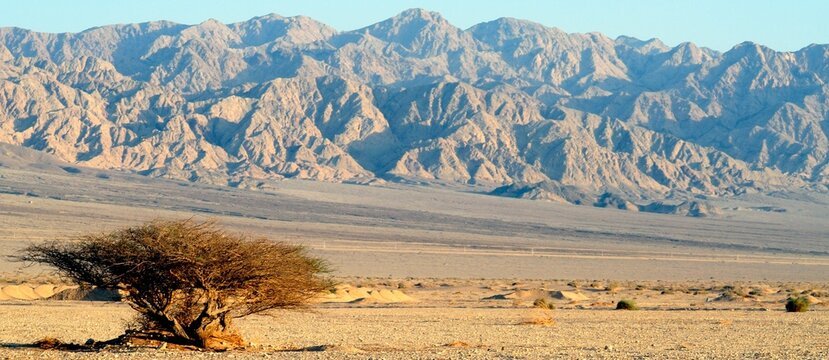An Acacia tree at the Arava Desert