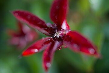 Close up of red clematis flower head