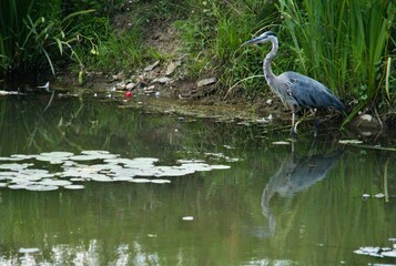 Closeup shot of a gray heron perched in a marsh