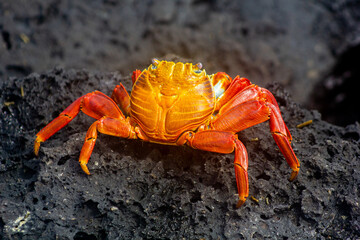 Bright orange Sally Lightfoot crab, Santa Cruz, Galapagos Islands