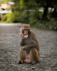 Fototapeta premium Vertical macro shot of the Indochinese rhesus macaque eating a cracker