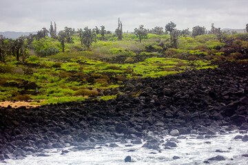 Santa Cruz, Galapagos Islands, coastline black volcanic rock and opuntia (prickly pear) plants