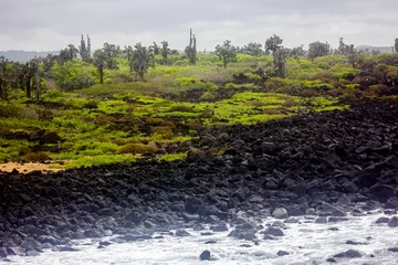 Foto op Canvas Santa Cruz, Galapagos Islands, coastline black volcanic rock and opuntia (prickly pear) plants © Sean