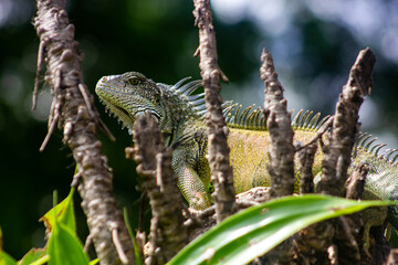 Iguana in tree in public park, Guayaquil, Ecuador