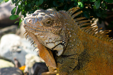 Iguana in park, Guayaquil, Ecuador