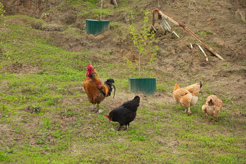 Chicken herd on a morning walk.