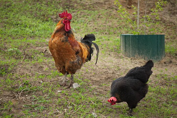 Chicken herd on a morning walk.