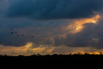 birds flying in tropical sunset