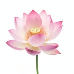 pink water lily isolated on transparent background cutout	
