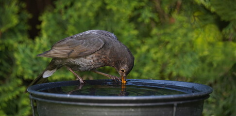 blackbird drinks water in the garden,amsel trinkt wasser im garten