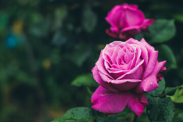 blooming rose close up in summer garden selective focus