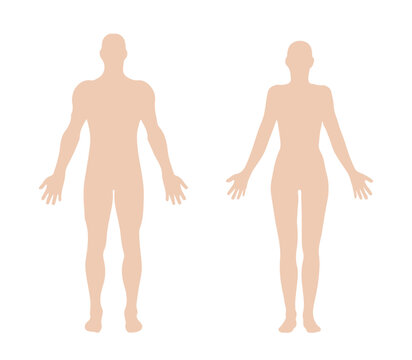 Female and male body anatomy, silhouette, medicine 