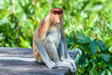 The proboscis monkey (Nasalis larvatus) or long-nosed monkey is a reddish-brown arboreal Old World monkey with an unusually large nose. It is endemic to the southeast Asian island of Borneo.