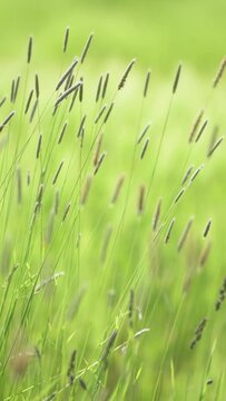Timothy grass, Phleum pratense, long grass stalks moving in the wind, close up with shallow depth of field bokeh, natural calm background, vertical video