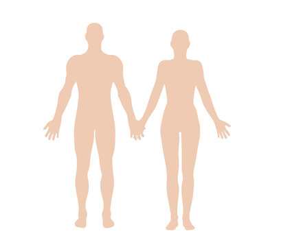 together Female and male body anatomy, silhouette, medicine