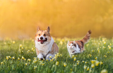 a cute corgi dog and a fluffy cat run through the green grass in a sunny spring meadow - 606000272