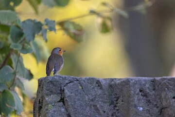 Cute bird standing alone on a wall against blur background