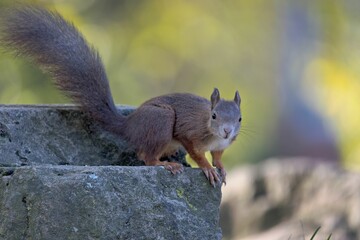 Naklejka na ściany i meble Closeup of squirrel sitting on concrete steps against blur background