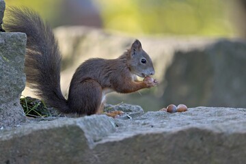 Closeup of squirrel sitting and eating nuts against blur background