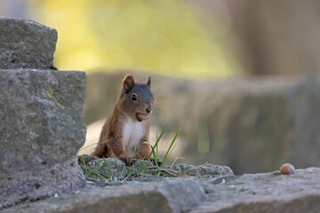Closeup of squirrel sitting and eating nuts against blur background