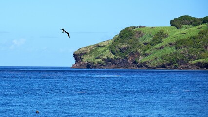 Fototapeta na wymiar Beautiful shot of a bird flying over seawater near a rocky shore