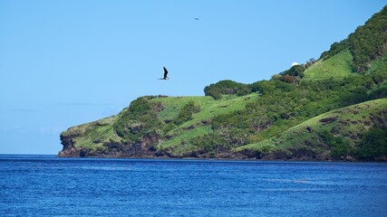 Fototapeta na wymiar Beautiful shot of a bird flying over seawater near a rocky shore