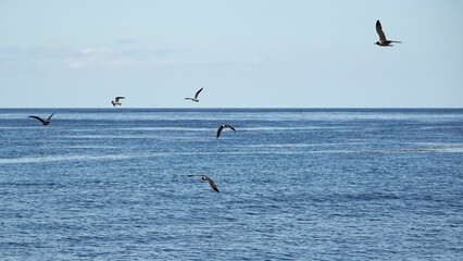 Fototapeta na wymiar Beautiful shot of a flock of aquatic birds flying over blue seawater