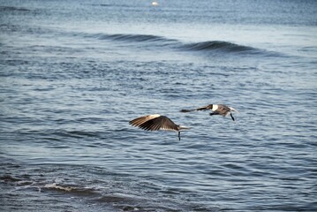 Fototapeta na wymiar Beautiful shot of a pair of aquatic birds flying over blue seawater