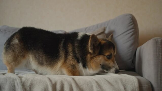 slow motion funny lazy corgi dog walking on couch with warm blanket and lying down. lovely welsh corgi breed dog pet at home