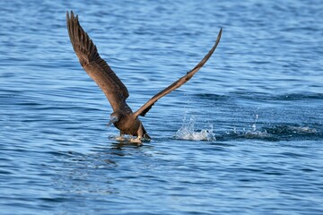 Closeup shot of a Northern giant petrel bird on water on a sunny day
