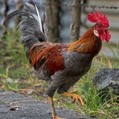 Closeup shot of a beautiful half gray and red rooster walking on the street