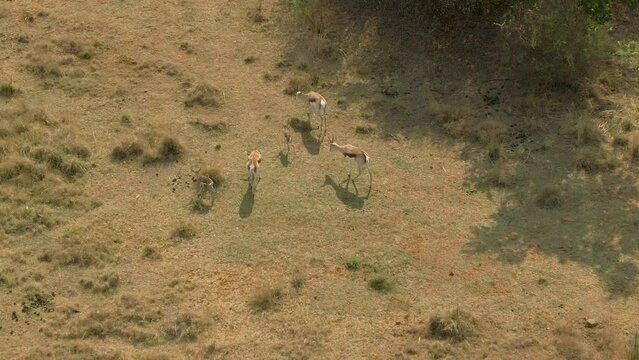 Aerial video of springbok antelope babies running around