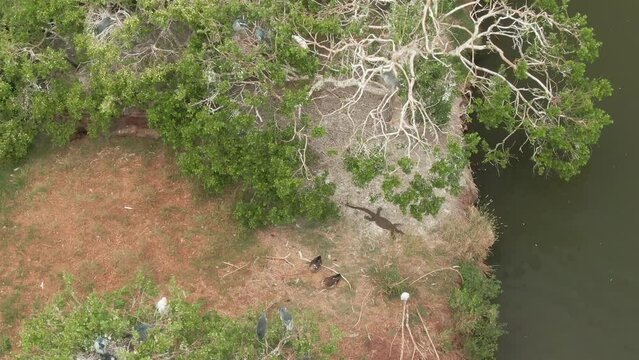 Drone vew of a beautiful forest near the lake on a sunny day
