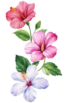 Tropical flower. Hibiscus flowers isolated white background, botanical illustration, colorful flora watercolor painting