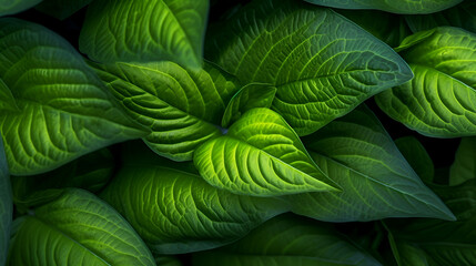 Fototapeta premium Macro leaves backgrounds and textures, leaf Generative AI