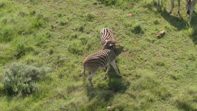 Drone view over male zebras play-fighting on a green field in the African savannah