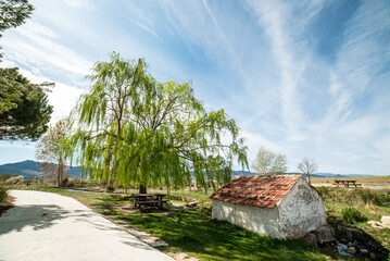 A huge weeping willow next to the old village laundry - obrazy, fototapety, plakaty