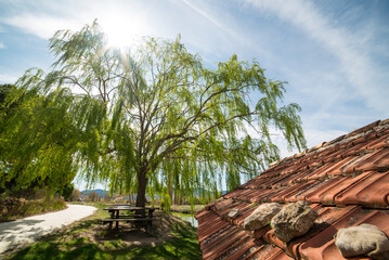 A huge weeping willow next to the old village laundry