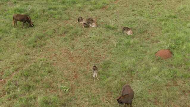 Aerial of African buffalos (c) grazing in the field during the daytime