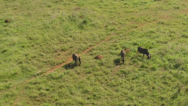 Drone view over wild bulls grazing on a green field in the African savannah