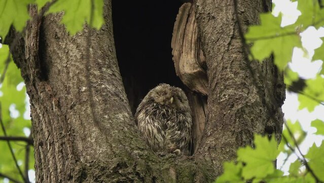 Tawny or Brown Owl (Strix aluco). Owl tries to clean its feathers after being attacked by Fieldfare Thrushes. She itches, shakes her head, turns her back