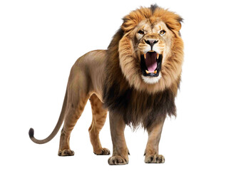 Lion png, transparent background, roaring, angry, isolated lion, generative ai