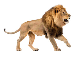 Lion png, transparent background, isolated lion, side view, angry, full body, generative ai