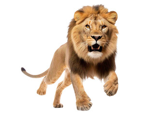 Lion png, leaping, jump attack, angry, front view, transparent background, isolated lion, generative ai