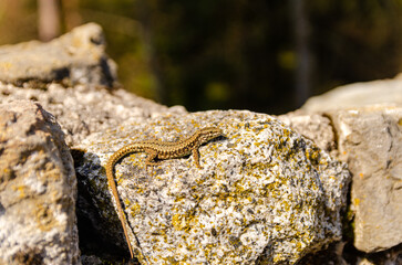 Fototapeta na wymiar Close-up photo of Common wall lizard warming up in the sun. Italian mountains.