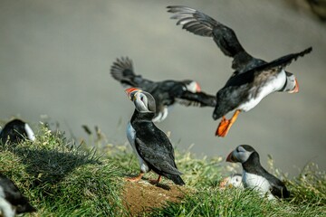 Closeup of a flock of Puffin birds perching and flying on a cliff